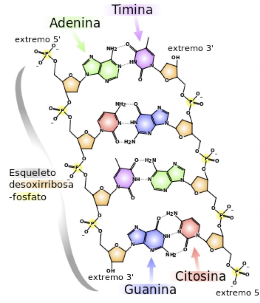 estructura_primaria