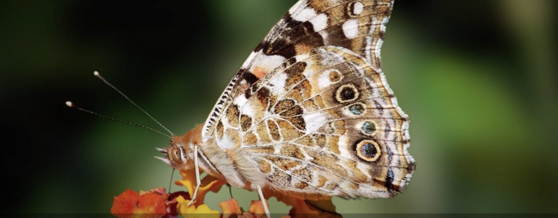 Vanessa’s Odyssey, Tribute to the butterfly Vanessa Cardui and her incredible journey (Outreach video)