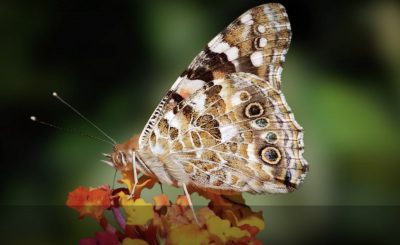 Vanessa’s Odyssey, Tribute to the butterfly Vanessa Cardui and her incredible journey (Outreach video)